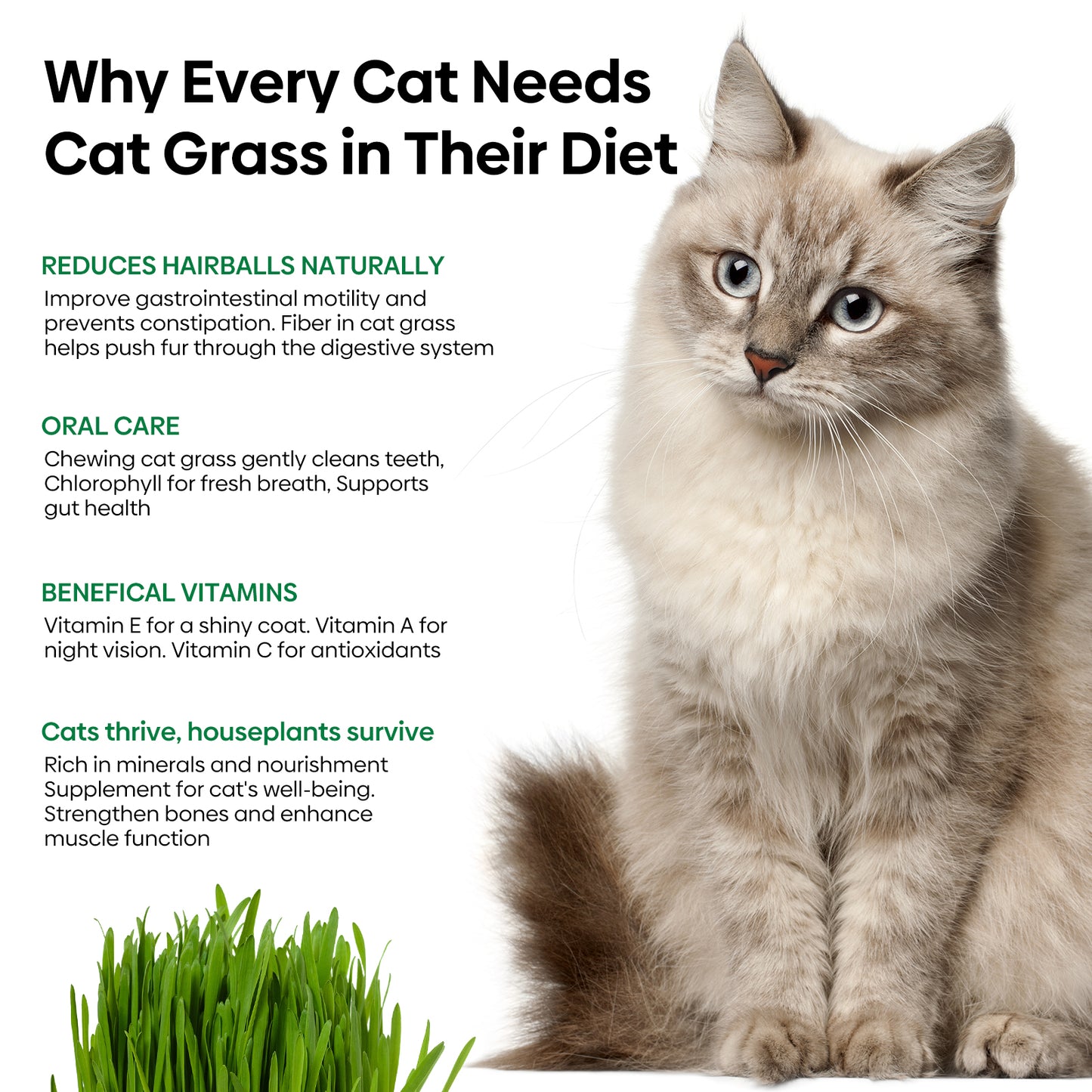 Cat grass seeds 16oz