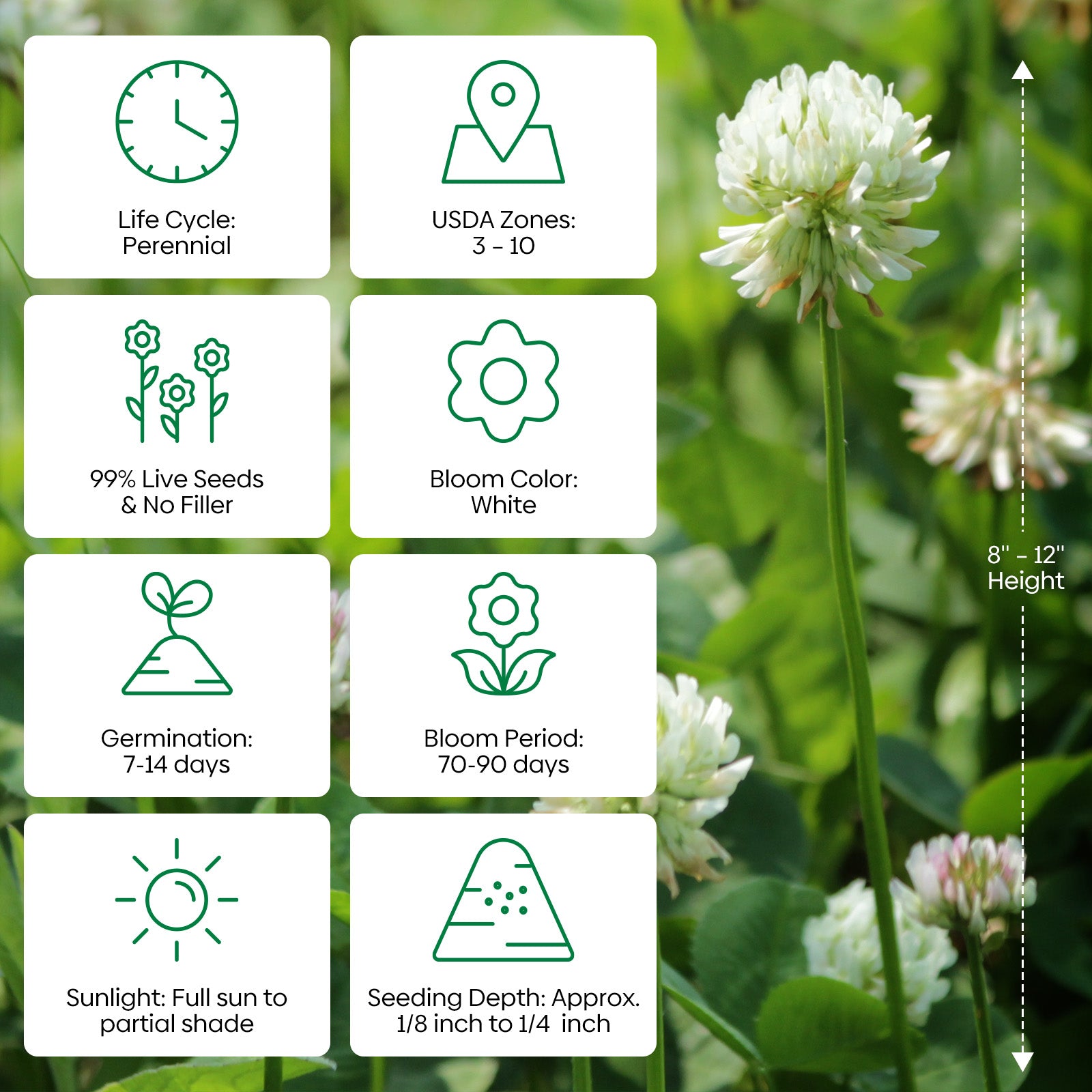 planting white clover seed White Clover Seed 2 lbs. – Groundio