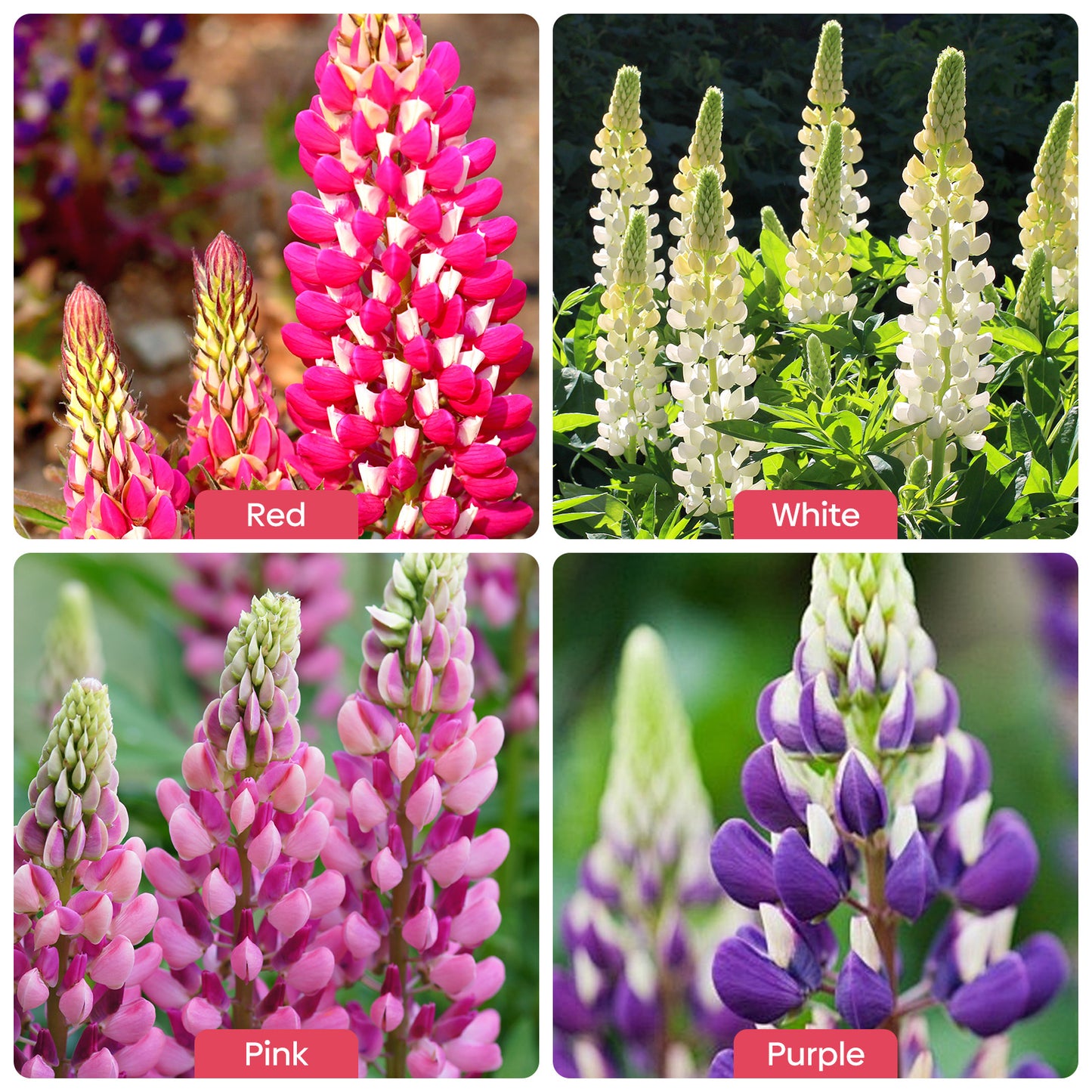 Russell Lupine Seeds