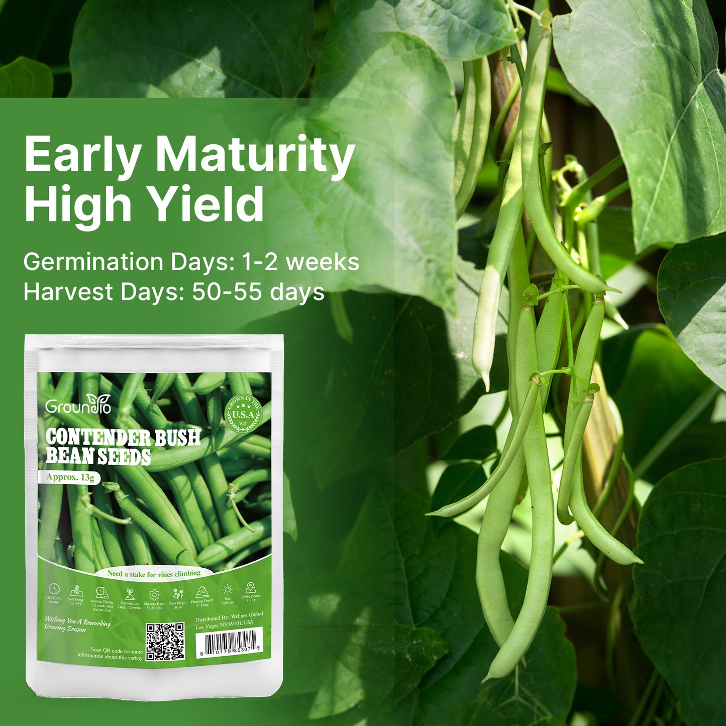 Contender Bush Green Bean Seeds