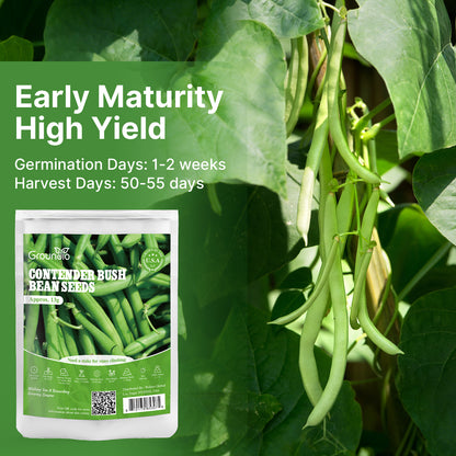 Contender Bush Green Bean Seeds