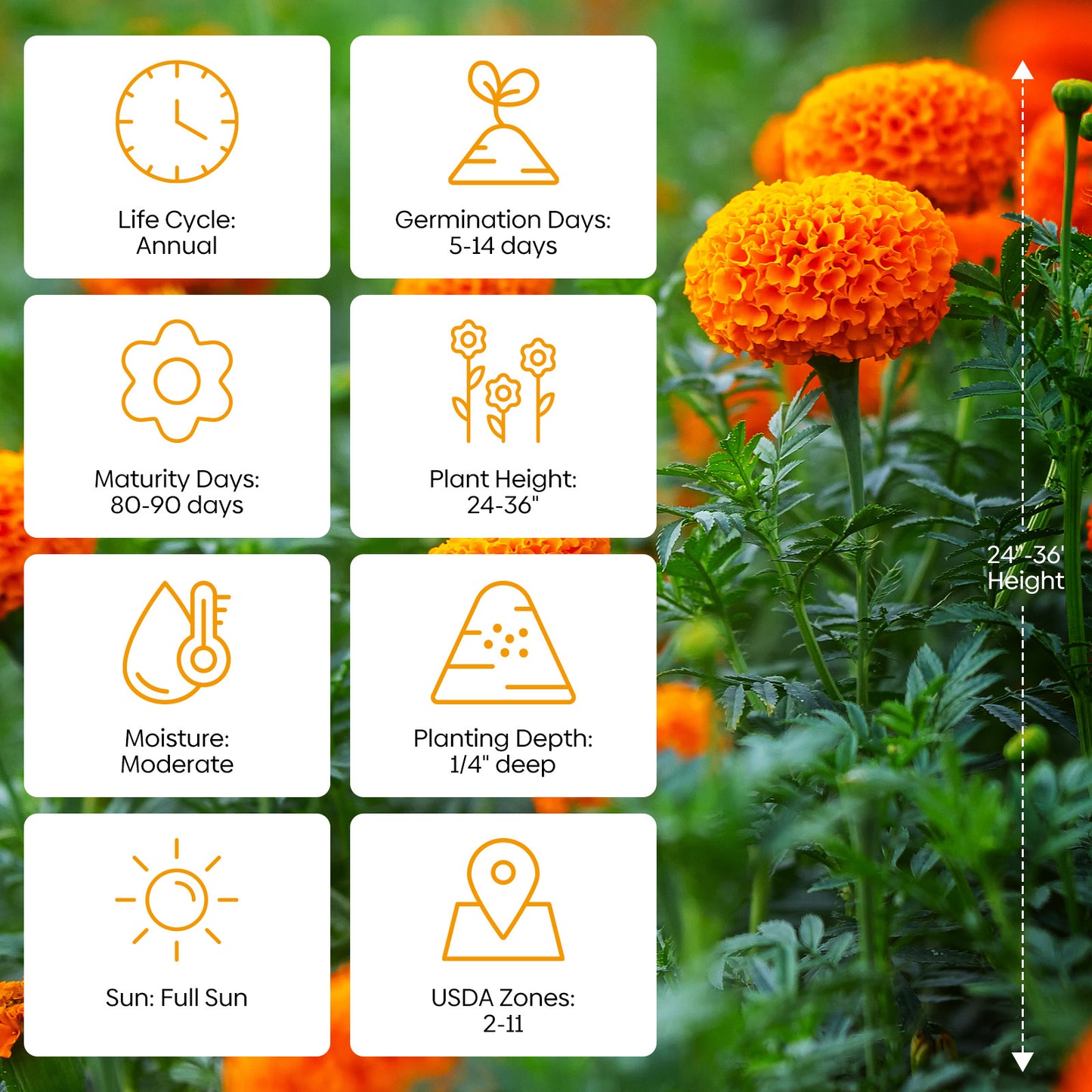 Marigold african seeds 1oz