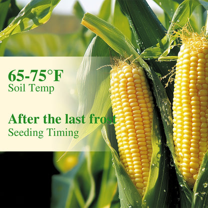 Golden Bantam Corn Seeds