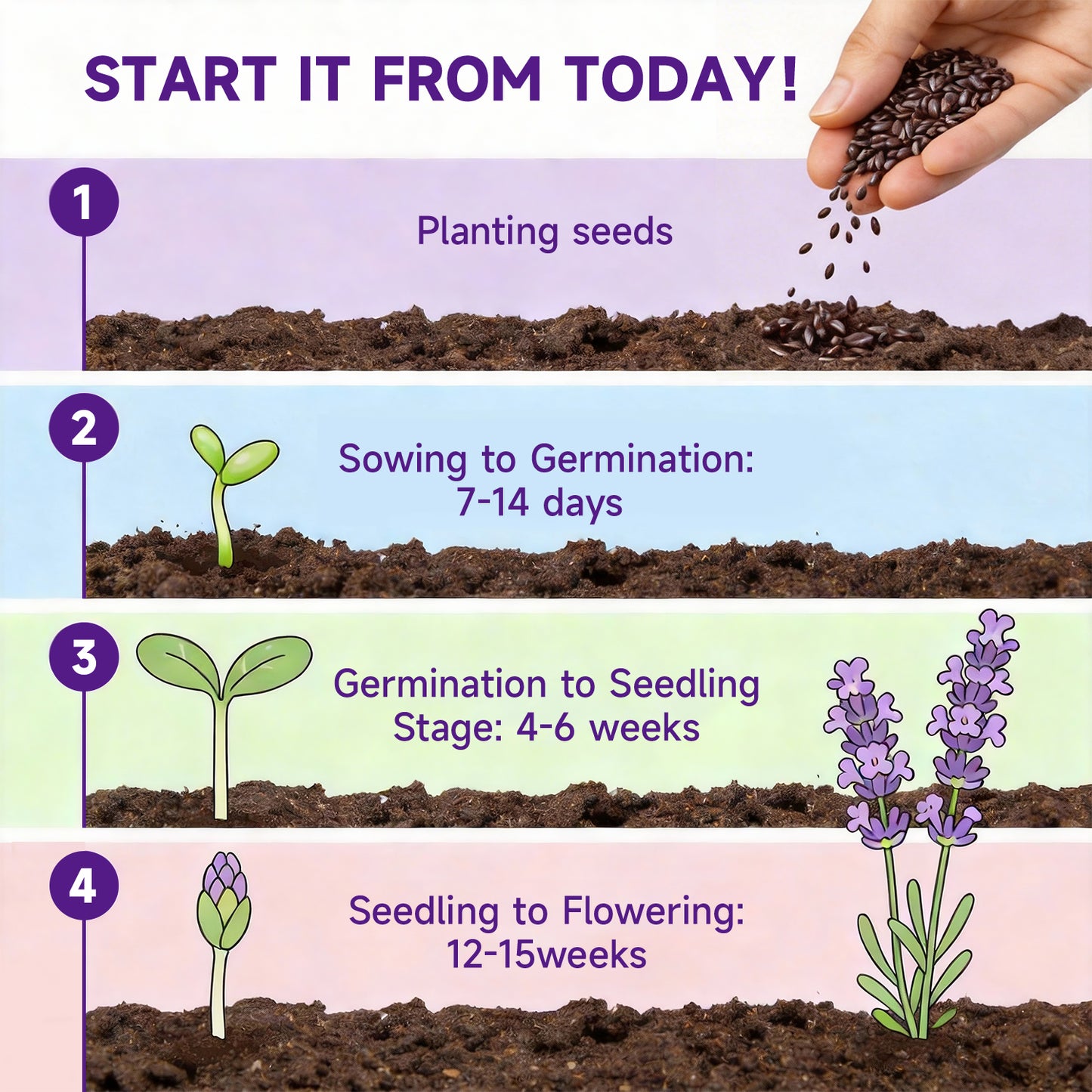 English Lavender Seeds, 1500+