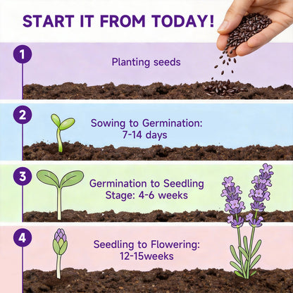 English Lavender Seeds, 1500+