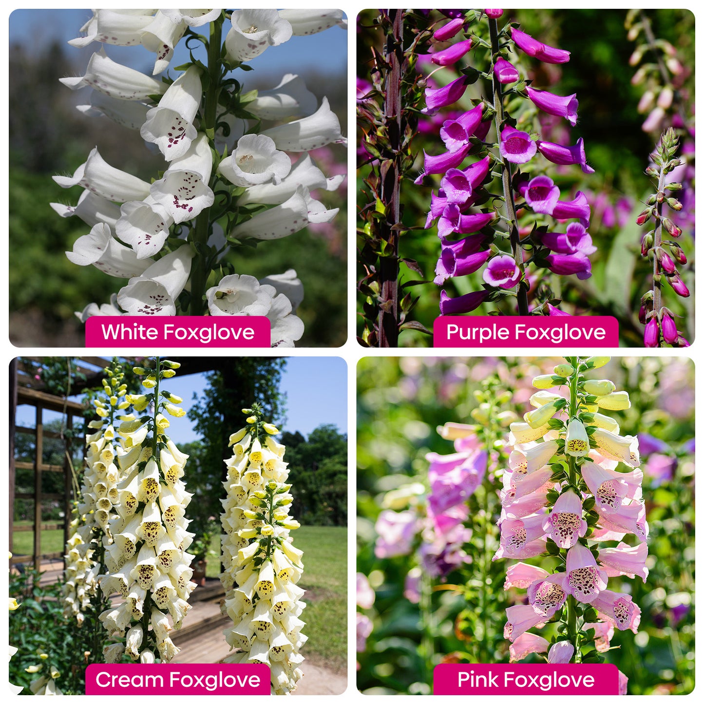 Foxglove Seeds,1 Ounce 290,000+ Seeds