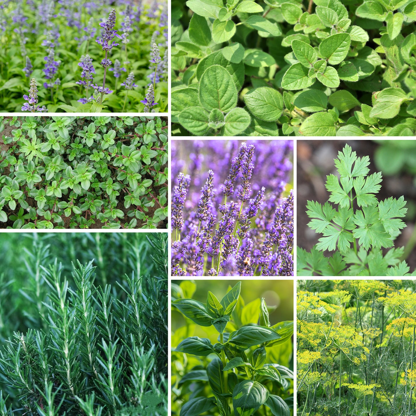 15 Herb Seeds Variety Pack
