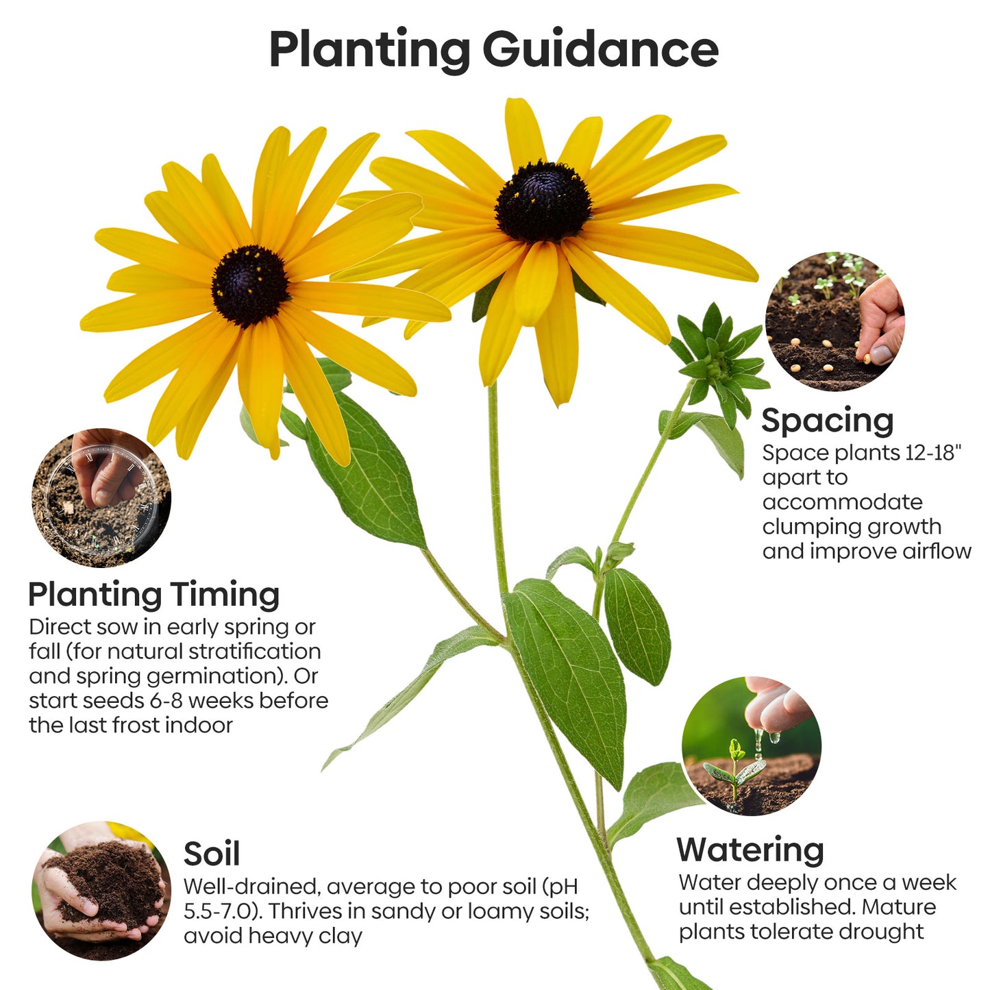 black eye susan 2g