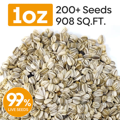 Mammoth Sunflower Seeds 1oz