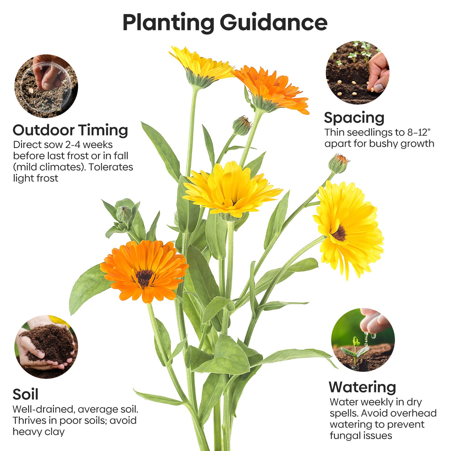 Calendula Seeds 1oz