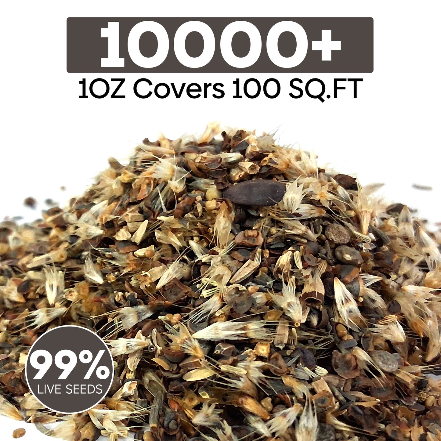10000+ All Perennial Wildflower Seeds 1 OZ 23 Varieties
