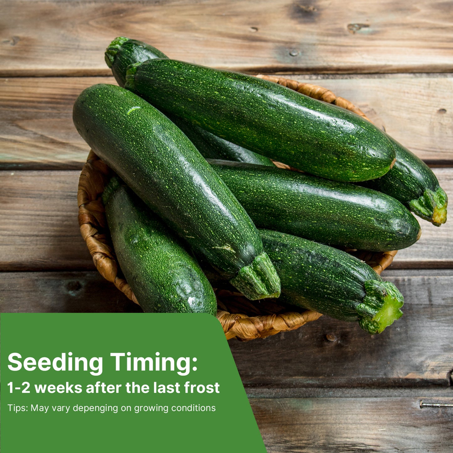 Black Beauty Zucchini Seeds for Planting