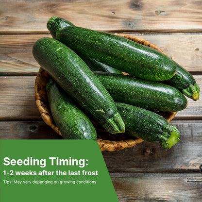 Black Beauty Zucchini Seeds for Planting