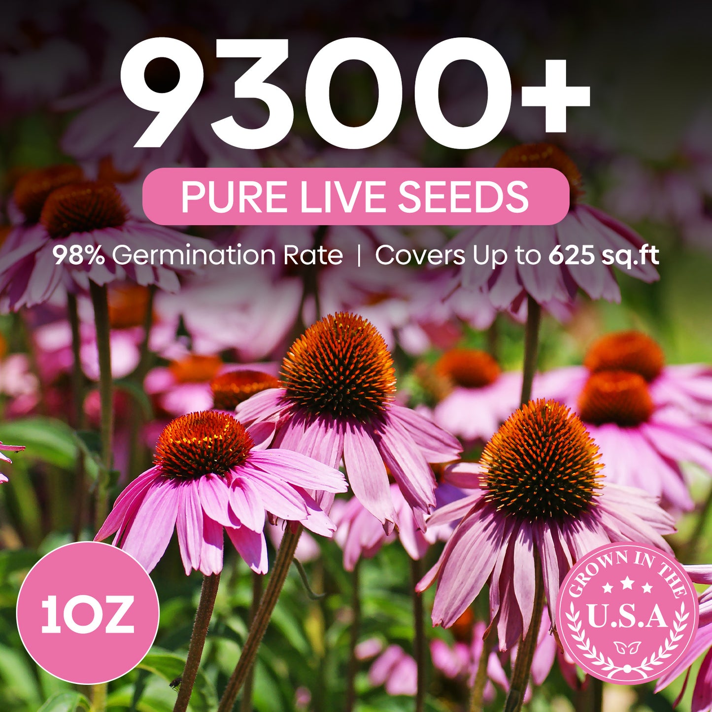 purple coneflower seeds 1oz