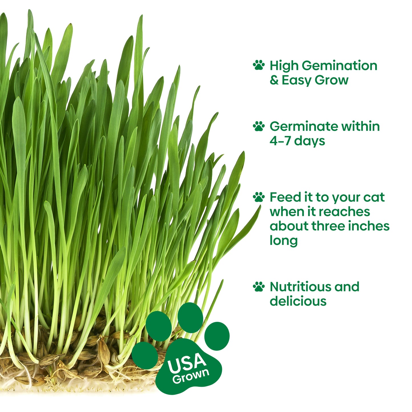 Cat grass seeds 4oz