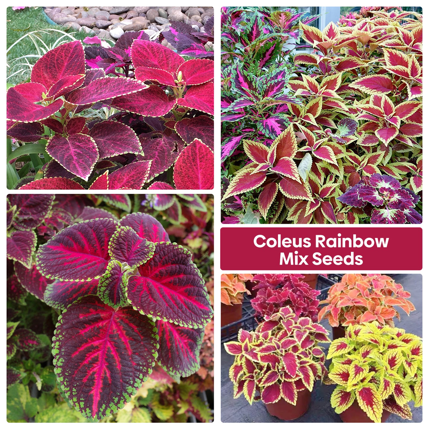 Coleus Colorful Flower Seeds