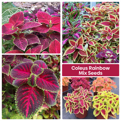 Coleus Colorful Flower Seeds