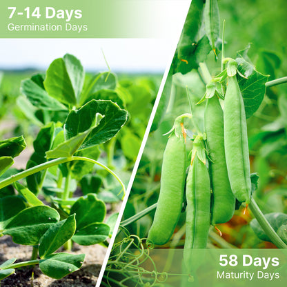 Sugar Snap Pea Seeds