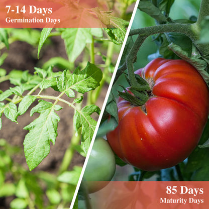 Beefsteak Tomato Seeds for Planting Indoor and Outdoor
