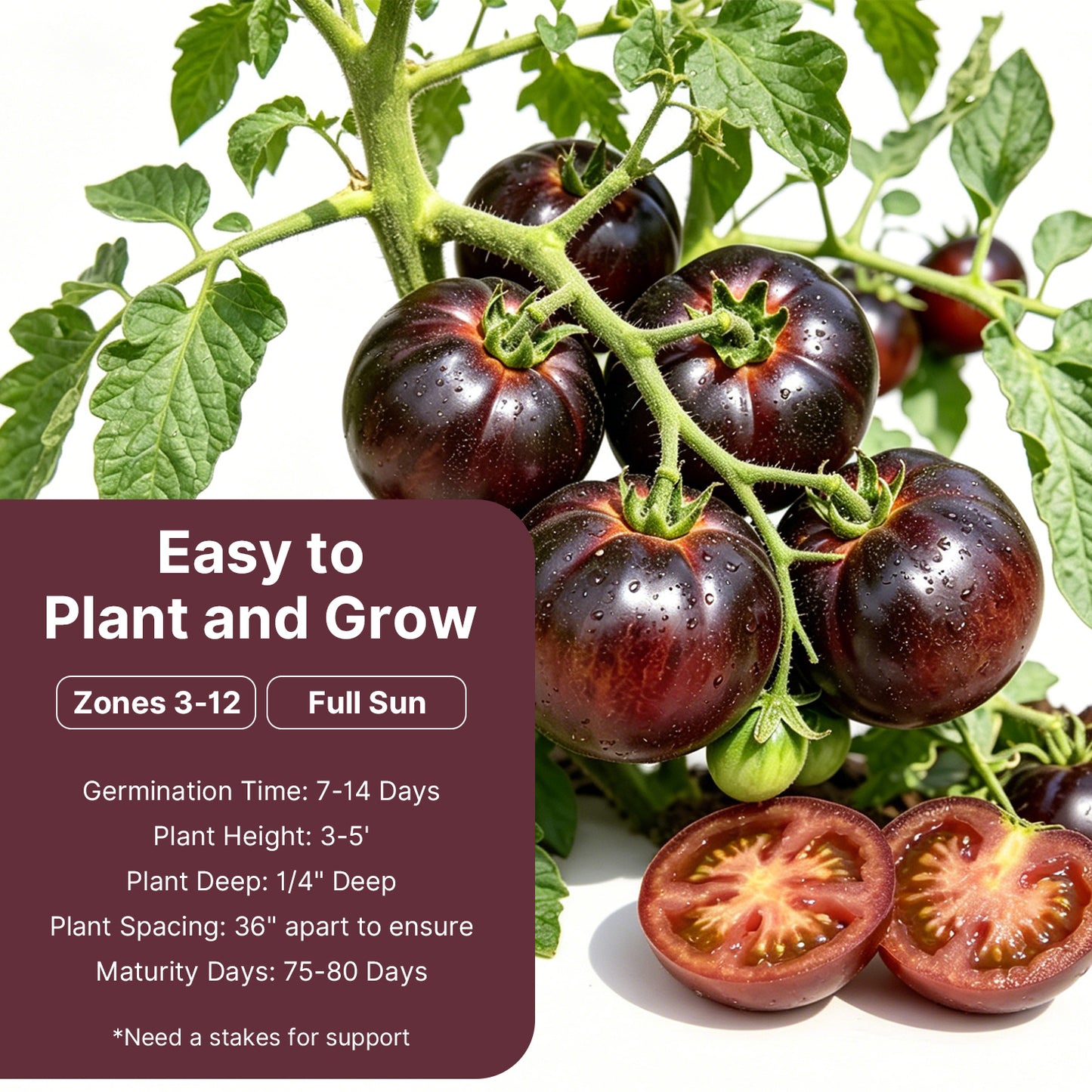 Cherokee Purple Tomato Seeds, Approx 106 Seeds