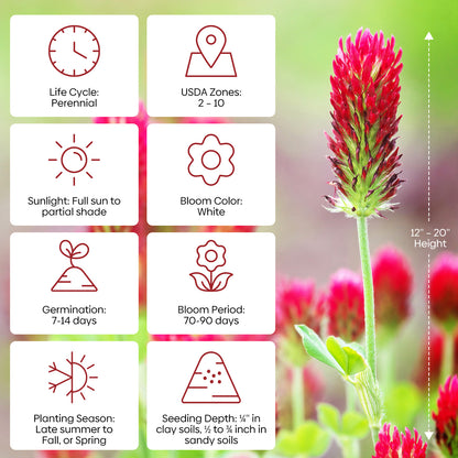 Crimson Clover Seeds 5 lbs.