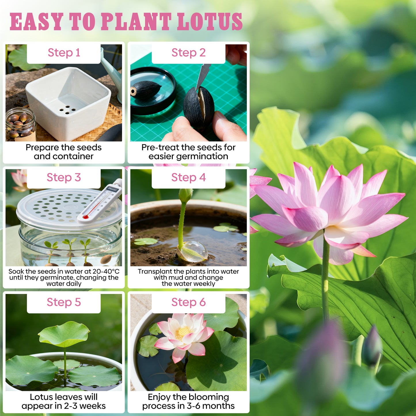 10Pcs Lotus Flower Seeds