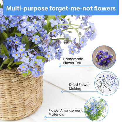 Chinese Forget Me Not Seeds 1 Ounce 6000+