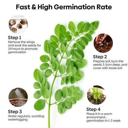 Moringa Seeds 2 Ounce