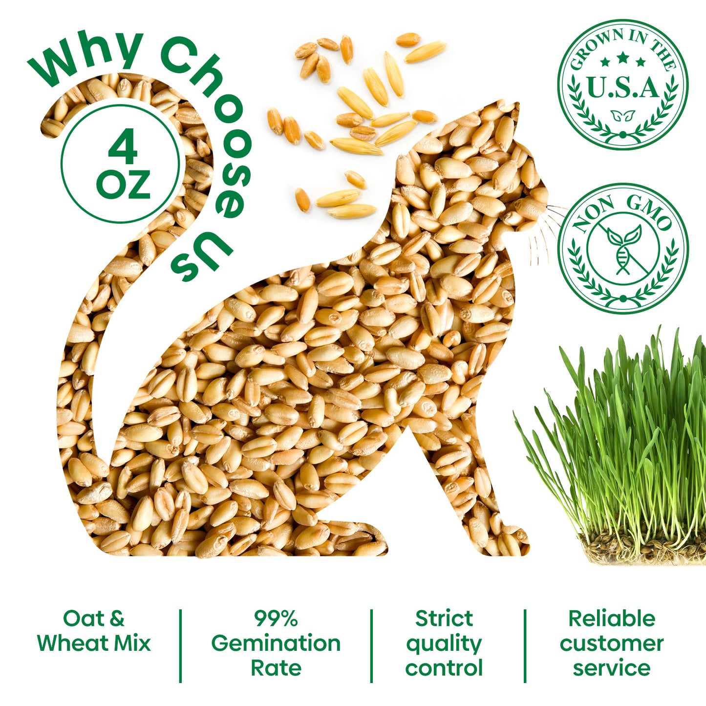 Cat grass seeds 4oz