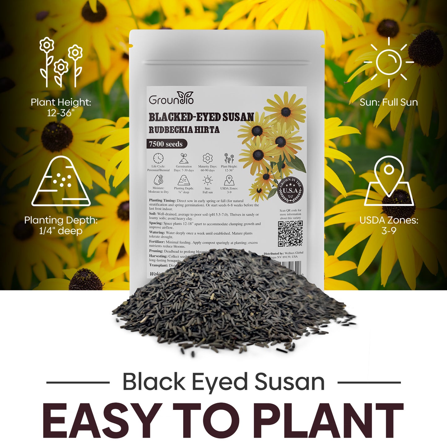 black eye susan 2g