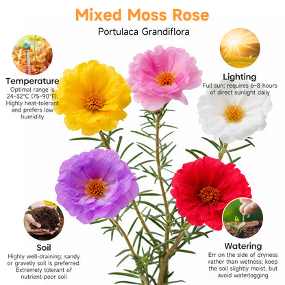 23500+ Mixed Moss Rose Seeds