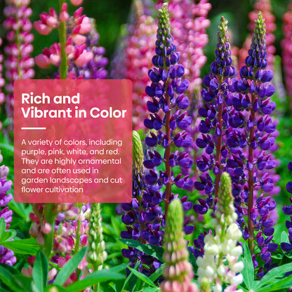 Russell Lupine Seeds