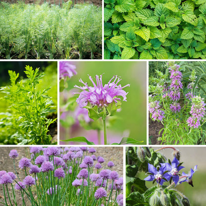 Herb seeds 15 mix
