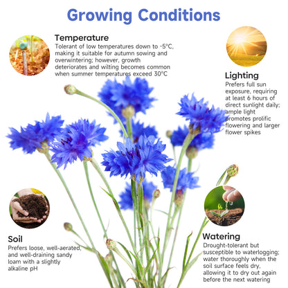 6000+ Blue Bachelor Button Seeds - Centaurea Cyanus