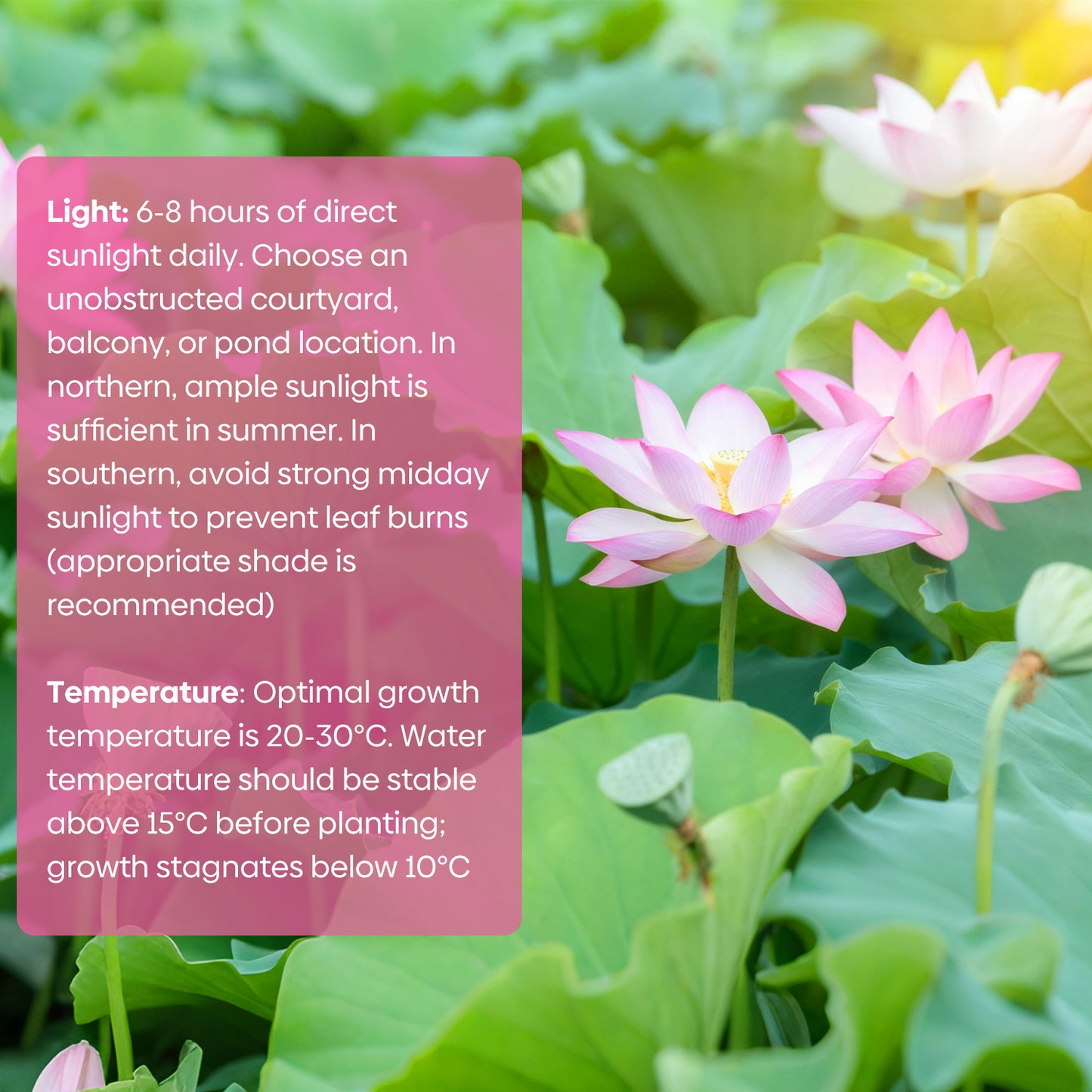 10Pcs Lotus Flower Seeds
