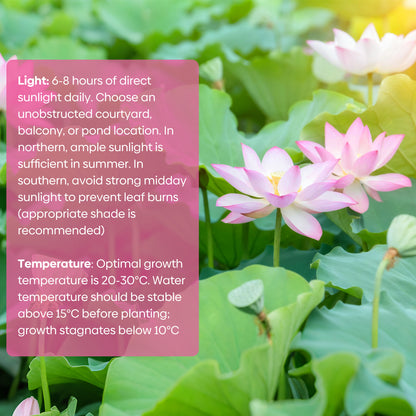 10Pcs Lotus Flower Seeds