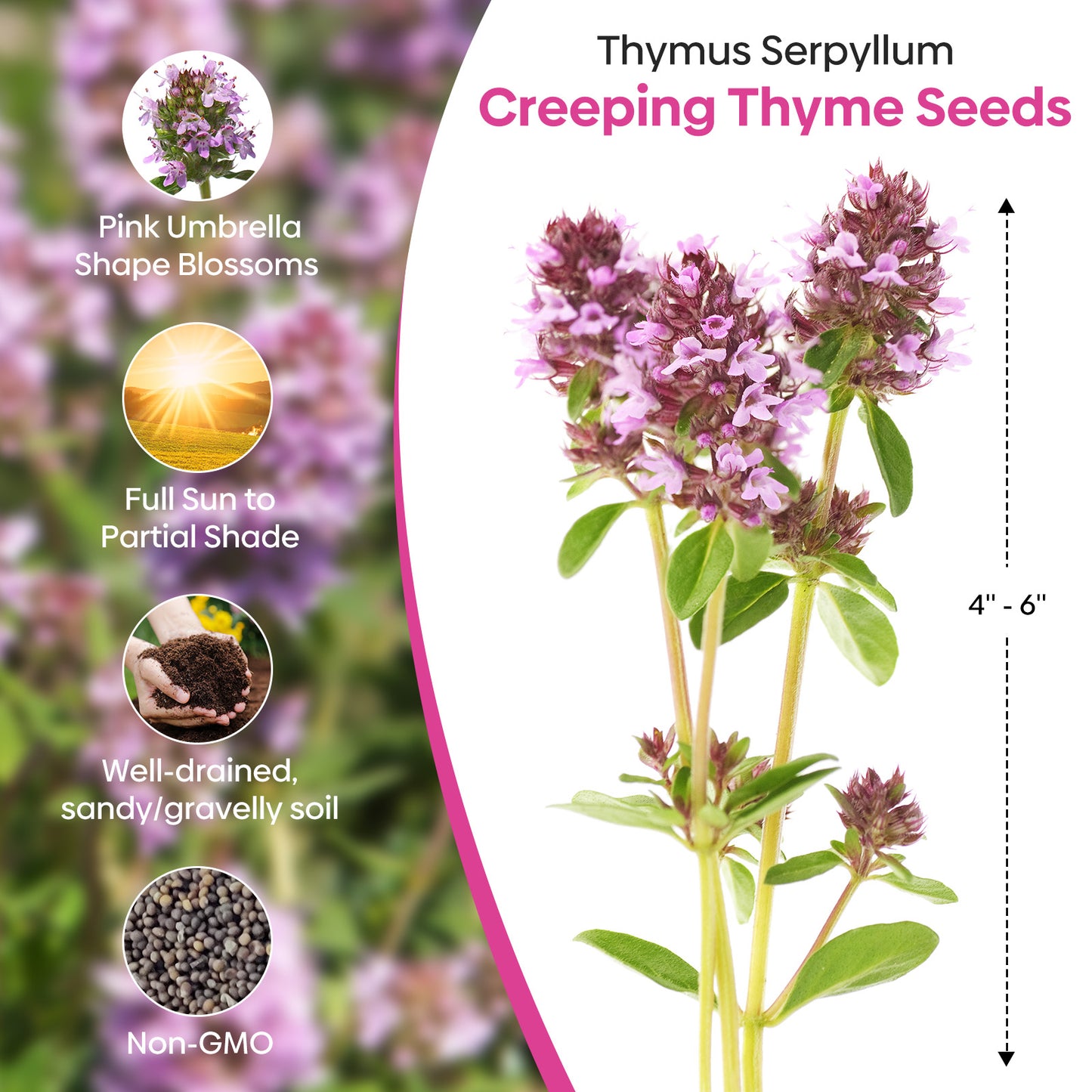 Creeping thyme 3g