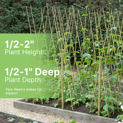 Sugar Snap Pea Seeds