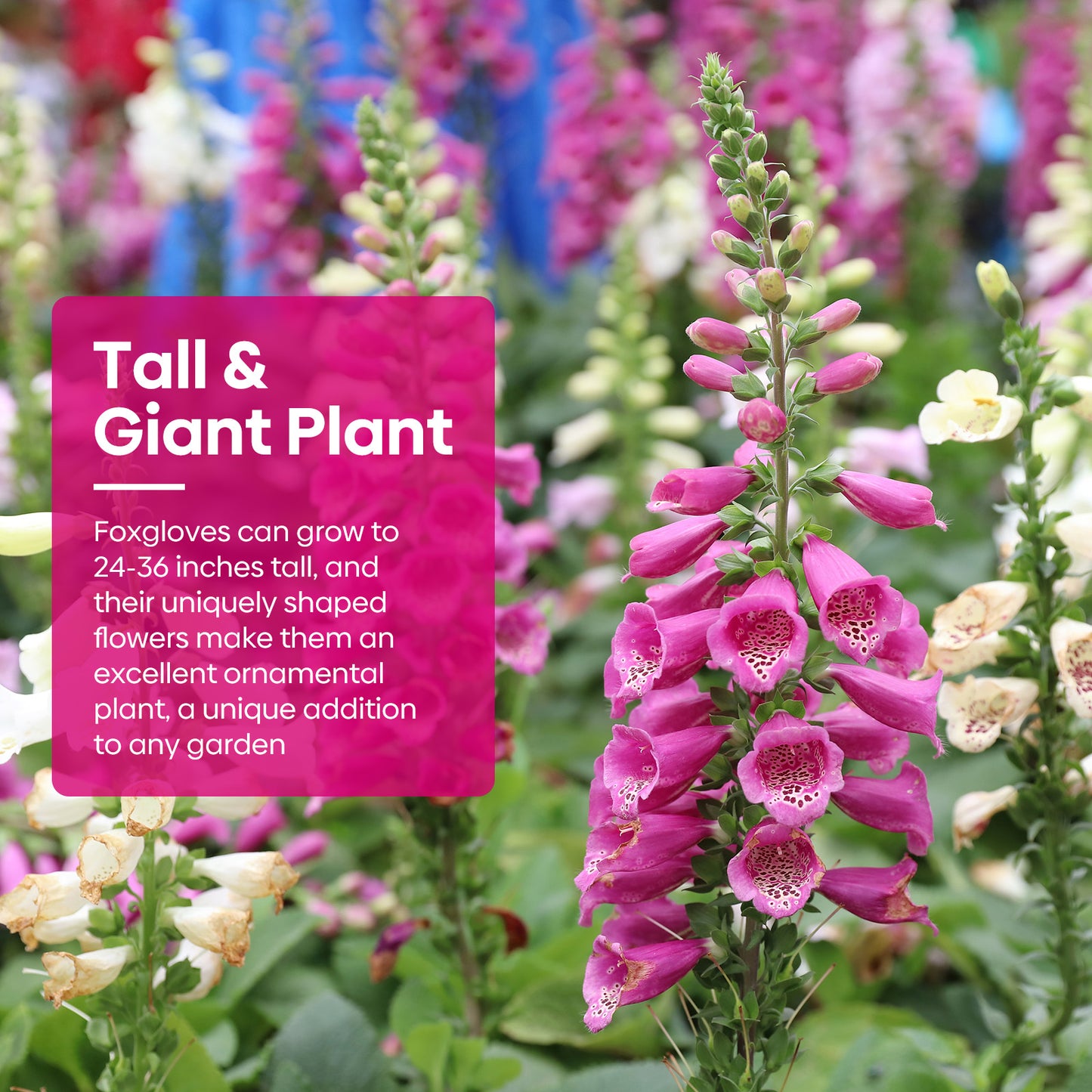 Foxglove Seeds,1 Ounce 290,000+ Seeds