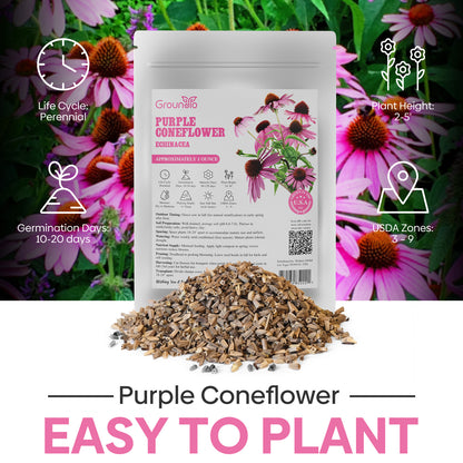 purple coneflower seeds 1oz