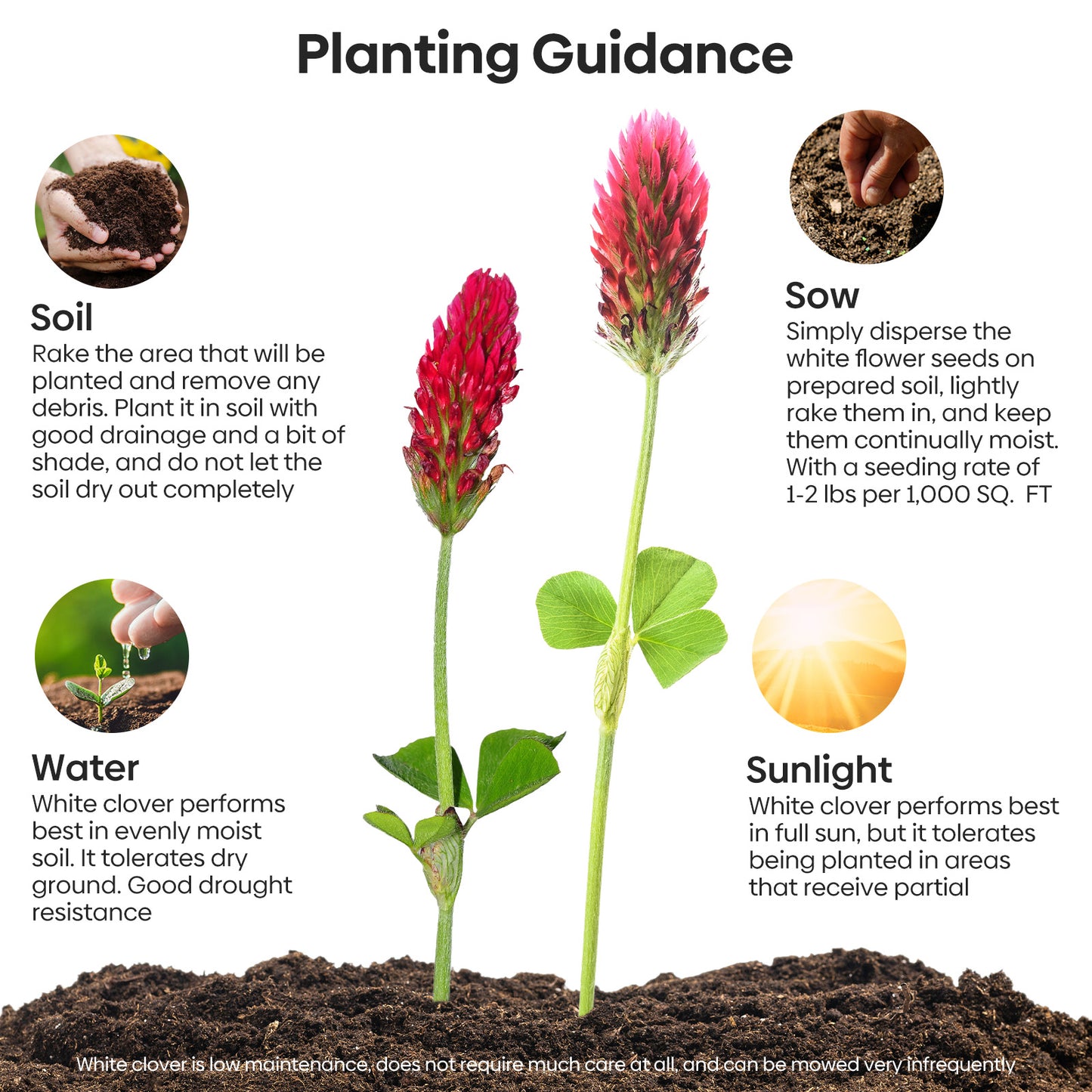 Crimson Clover Seeds 2 lbs.