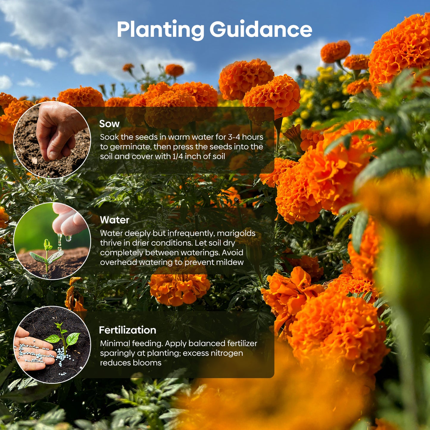 Marigold african seeds 1oz