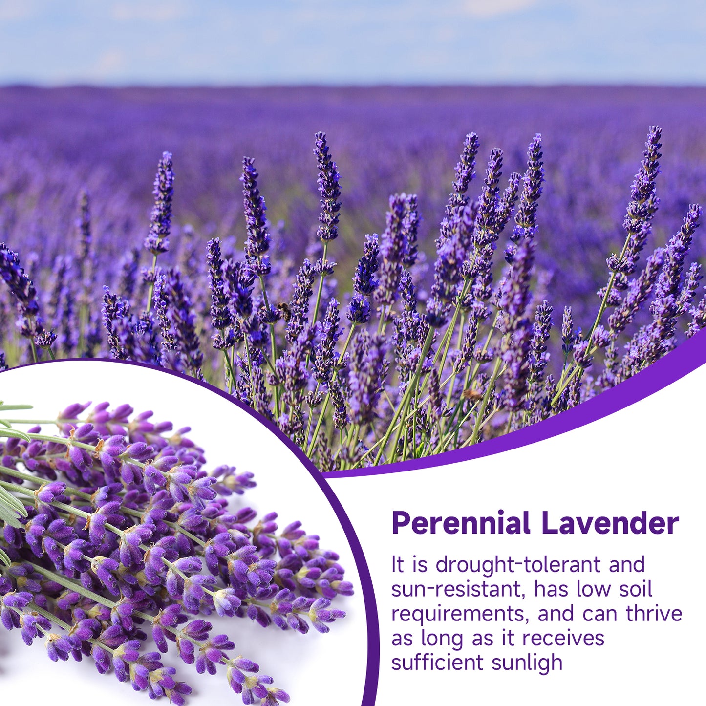 English Lavender Seeds, 1500+