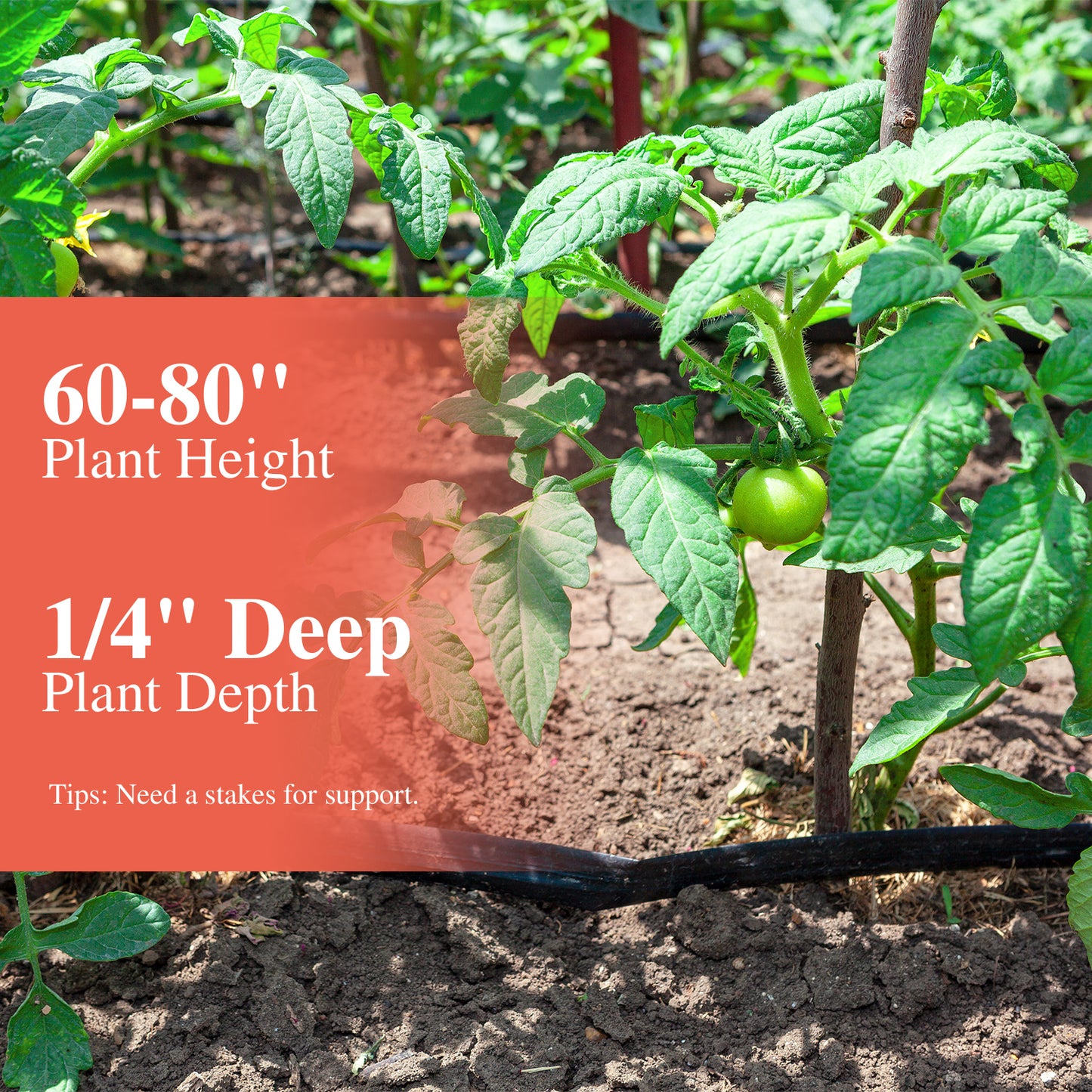Beefsteak Tomato Seeds for Planting Indoor and Outdoor