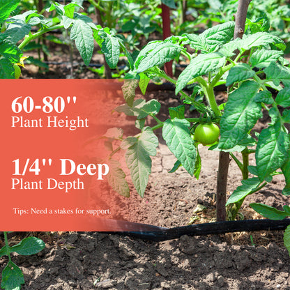 Beefsteak Tomato Seeds for Planting Indoor and Outdoor