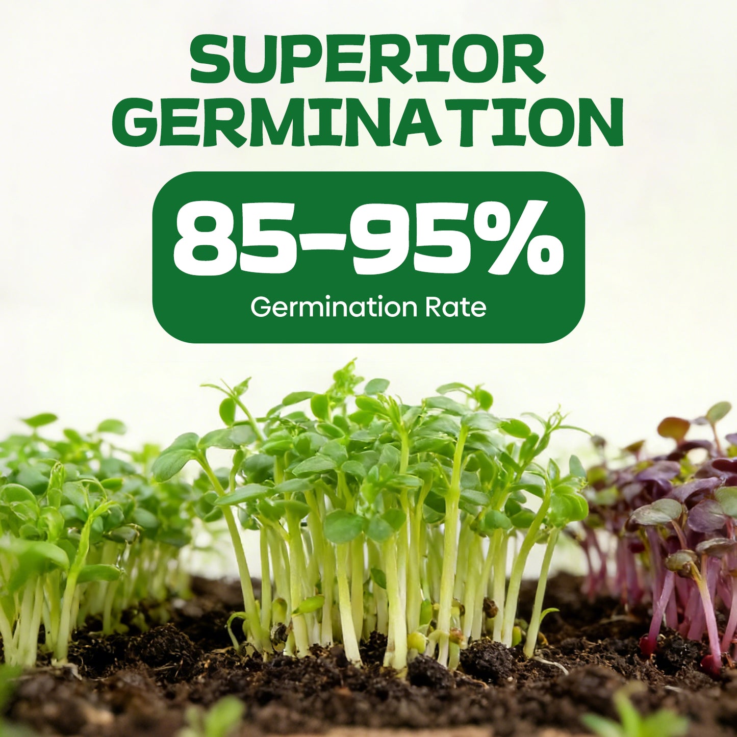 37 Vegetable Seeds Variety Pack - 25000+