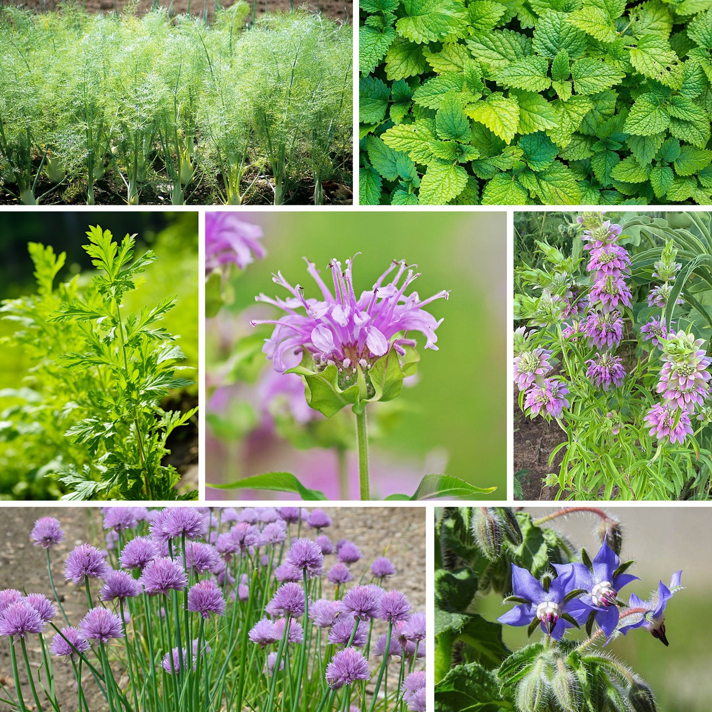 15 Herb Seeds Variety Pack