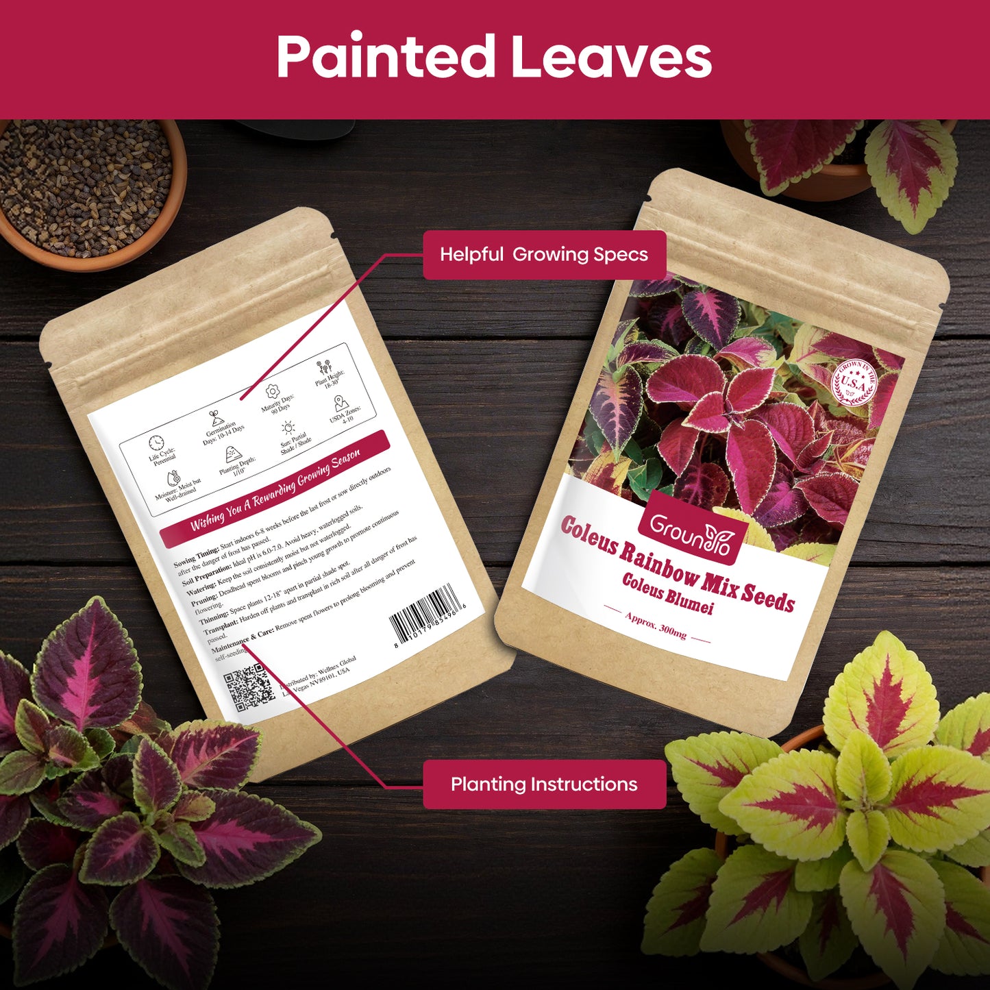 Coleus Colorful Flower Seeds