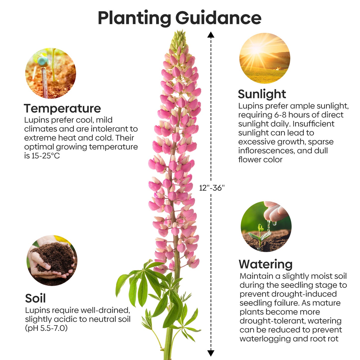 Russell Lupine Seeds