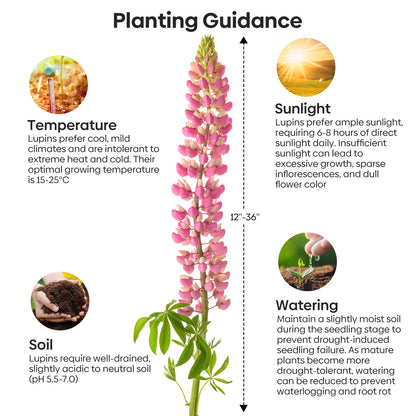 Russell Lupine Seeds